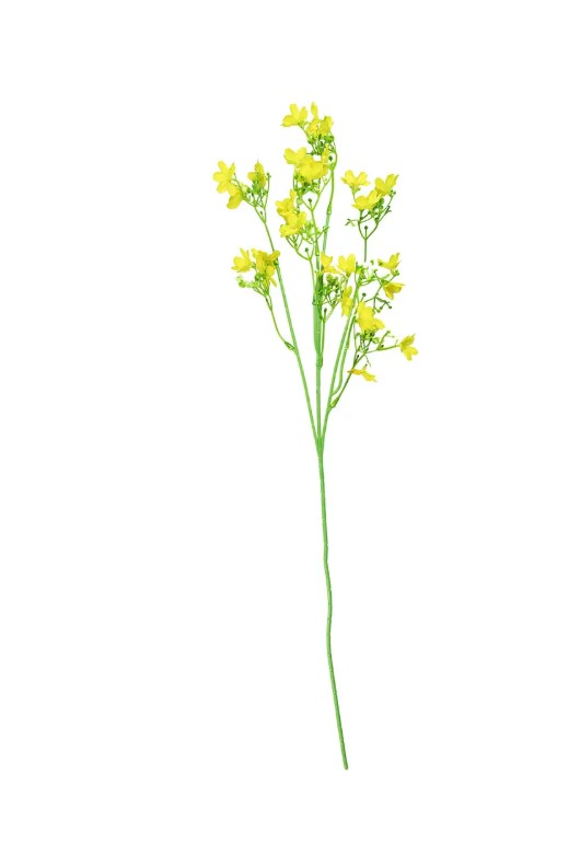 Bukiet rzepaku VW8761 Arpex